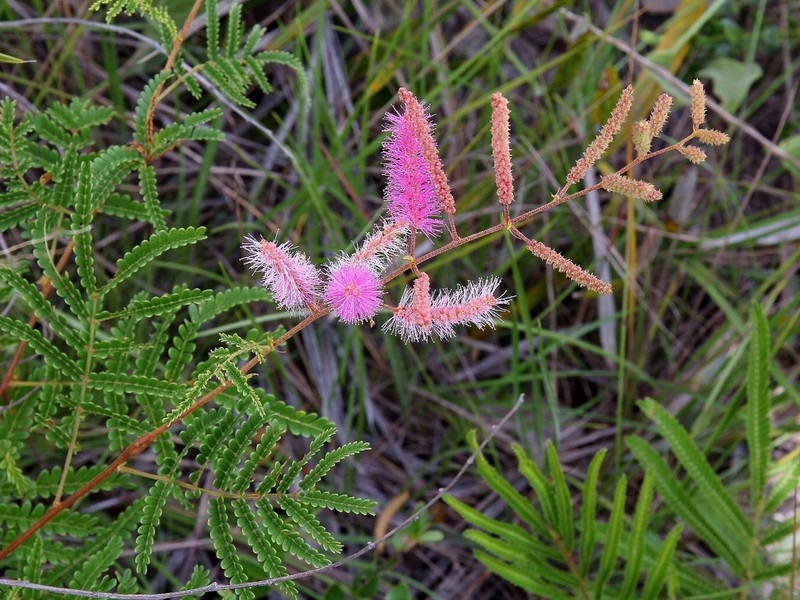 Mimosa pteridifolia photo 7