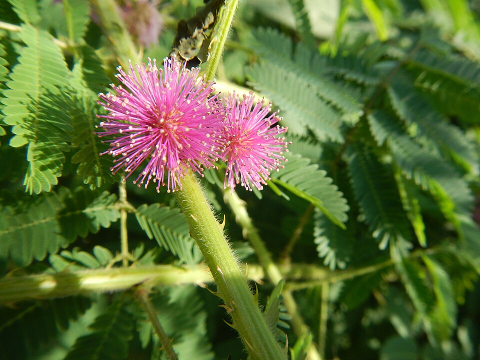 Shameplant photo 4