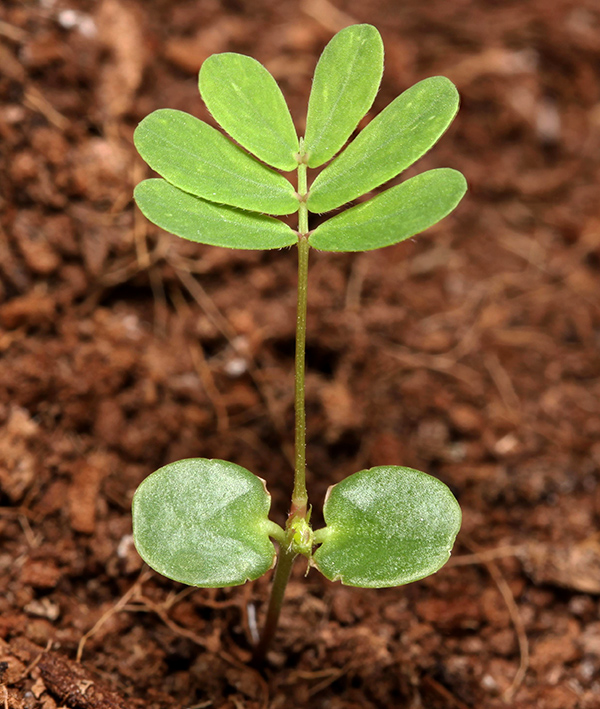 Shameplant photo 5