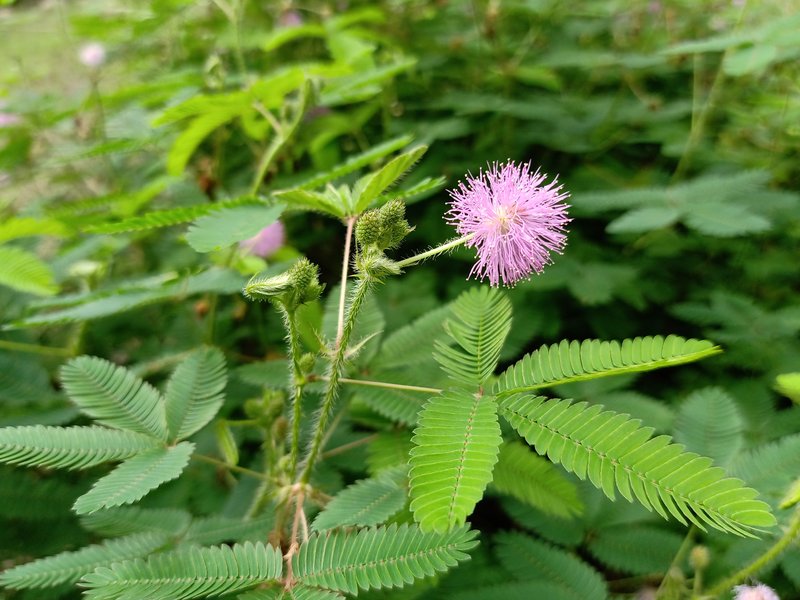 Shameplant