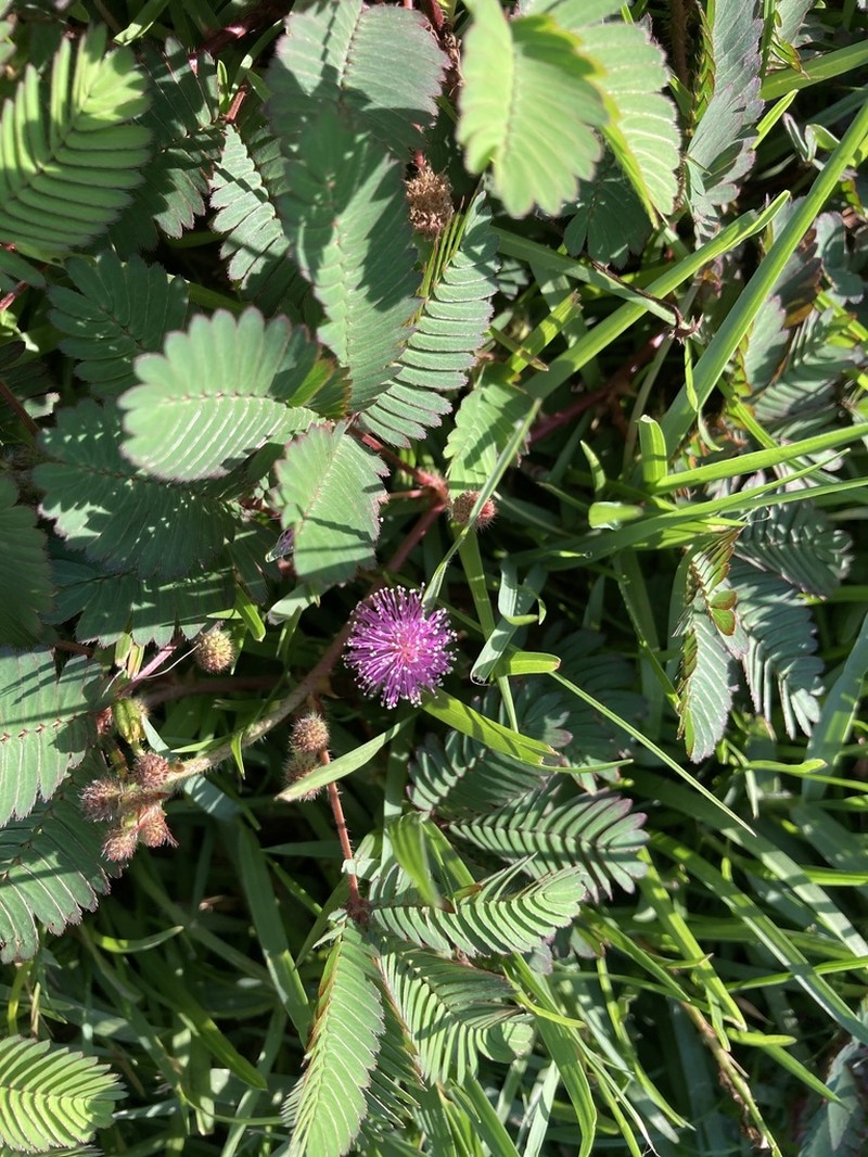 Shameplant photo 6