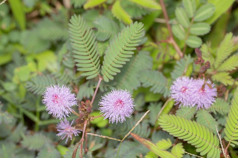 Shameplant photo 7