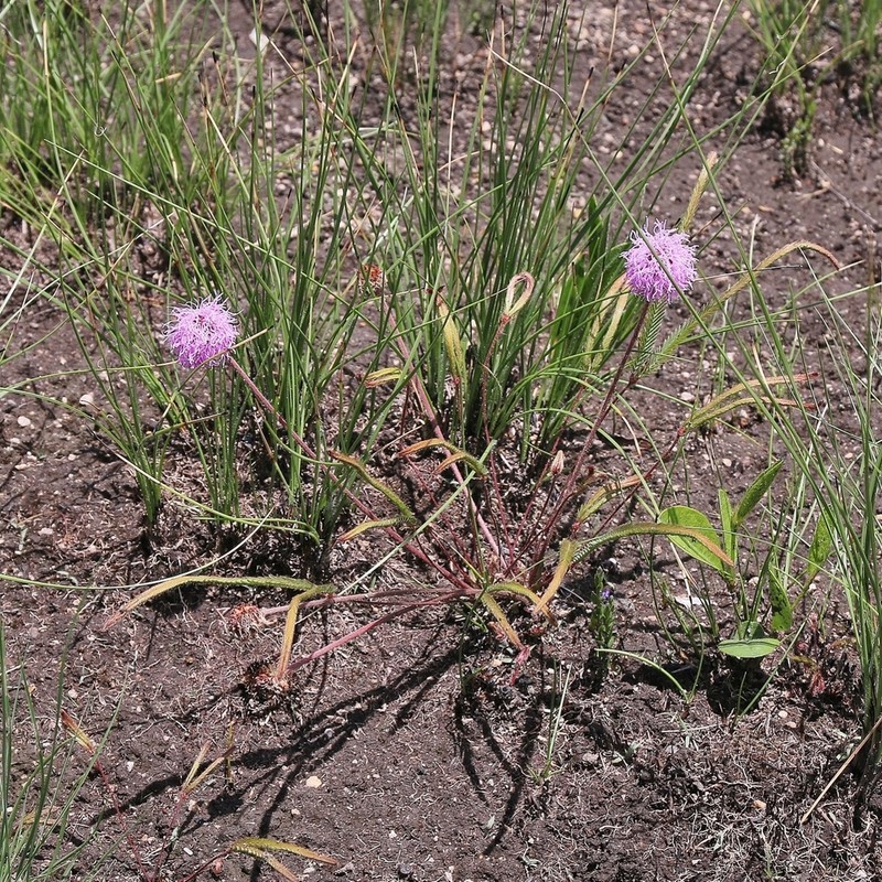 Mimosa pumilio