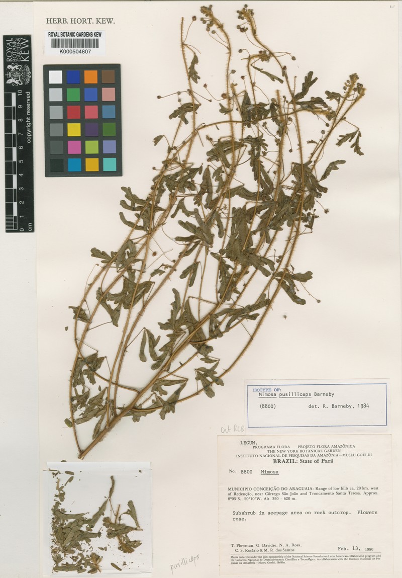 Mimosa pusilliceps