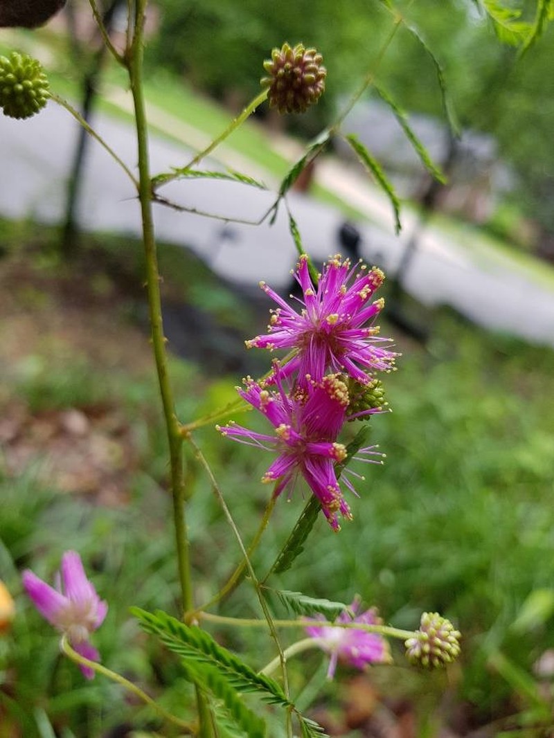 Fourvalve Mimosa