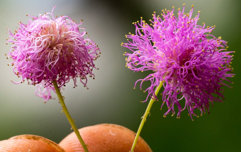 Fourvalve Mimosa photo 2