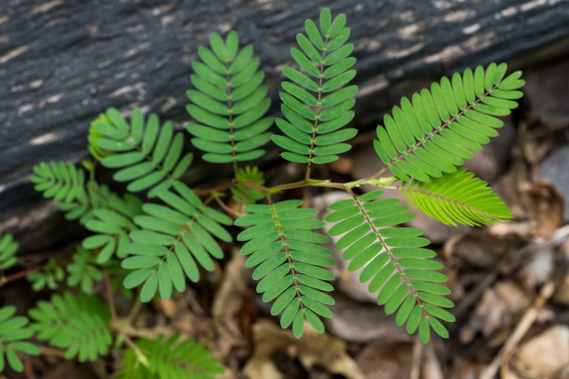 Fourvalve Mimosa photo 3