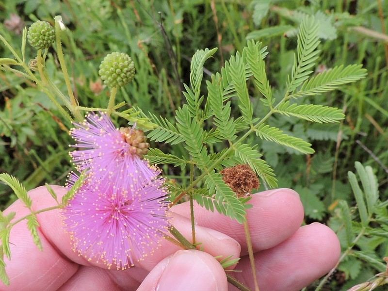 Fourvalve Mimosa photo 4