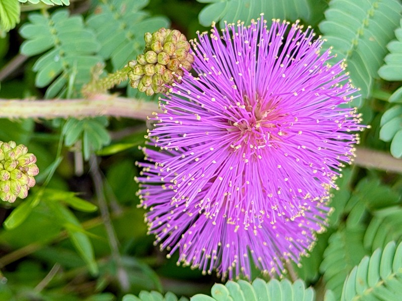 Fourvalve Mimosa photo 5