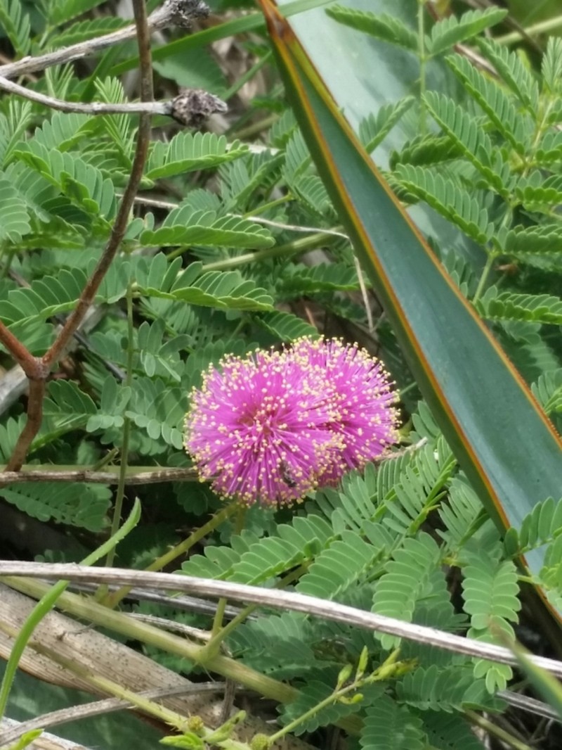 Fourvalve Mimosa photo 6