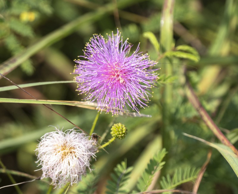 Fourvalve Mimosa photo 7