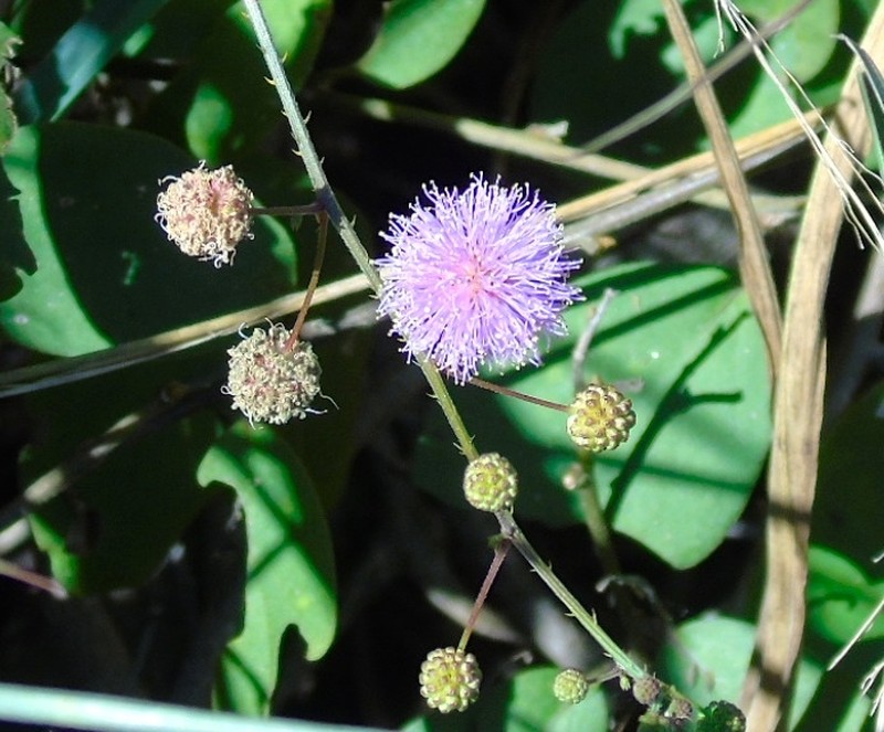 Mimosa quadrivalvis var. diffusa