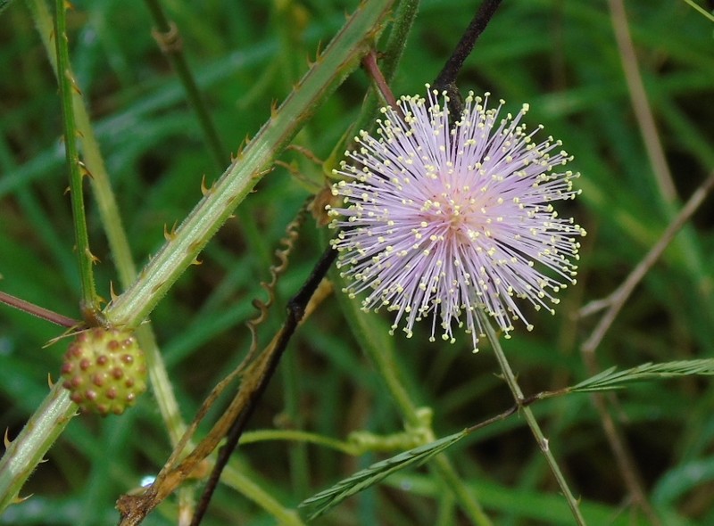 Mimosa quadrivalvis var. diffusa photo 2