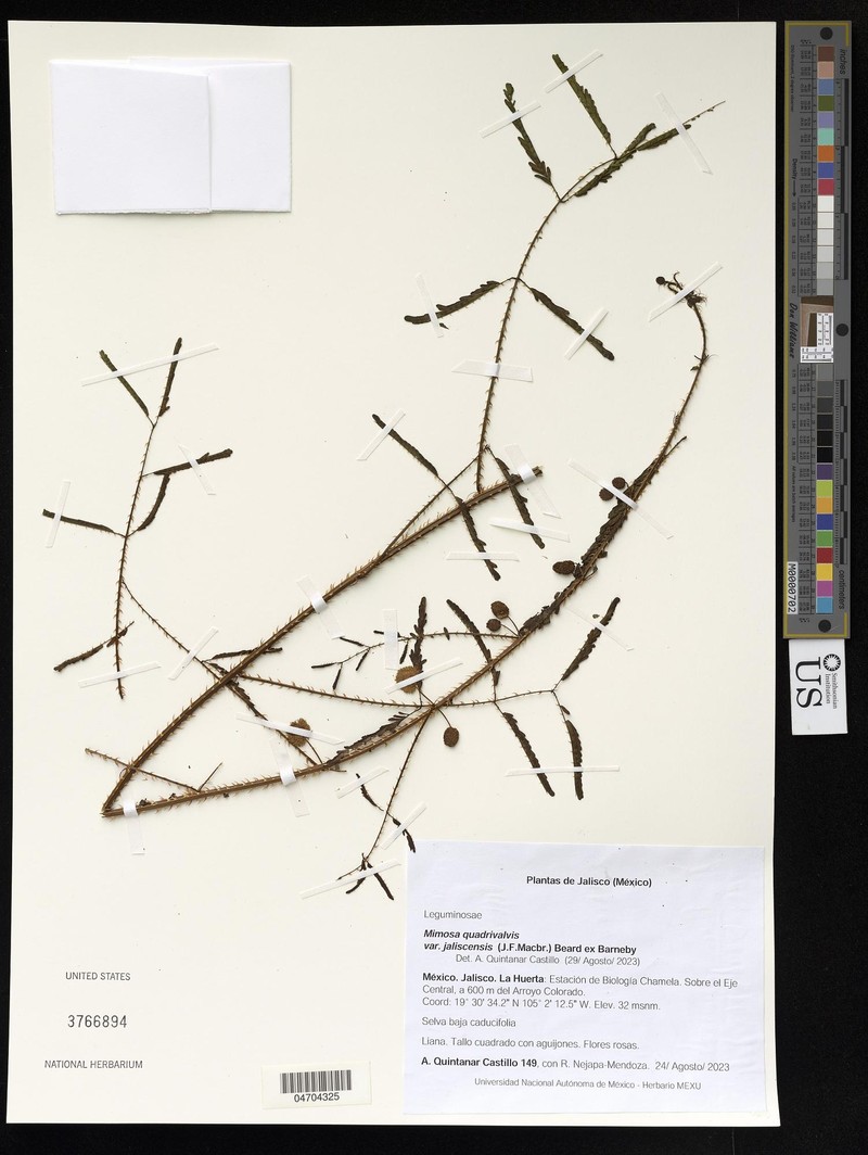 Mimosa quadrivalvis var. jaliscensis