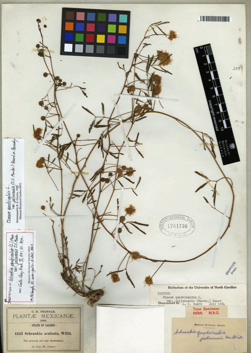 Mimosa quadrivalvis var. jaliscensis photo 3