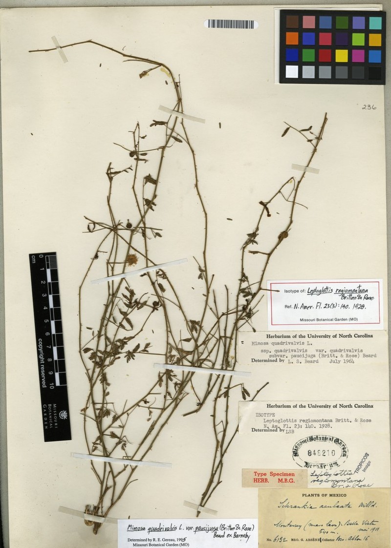 Mimosa quadrivalvis var. paucijuga