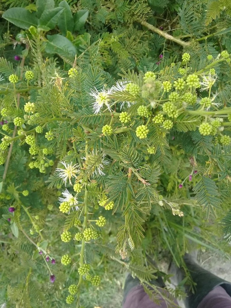 Mimosa quitensis photo 2