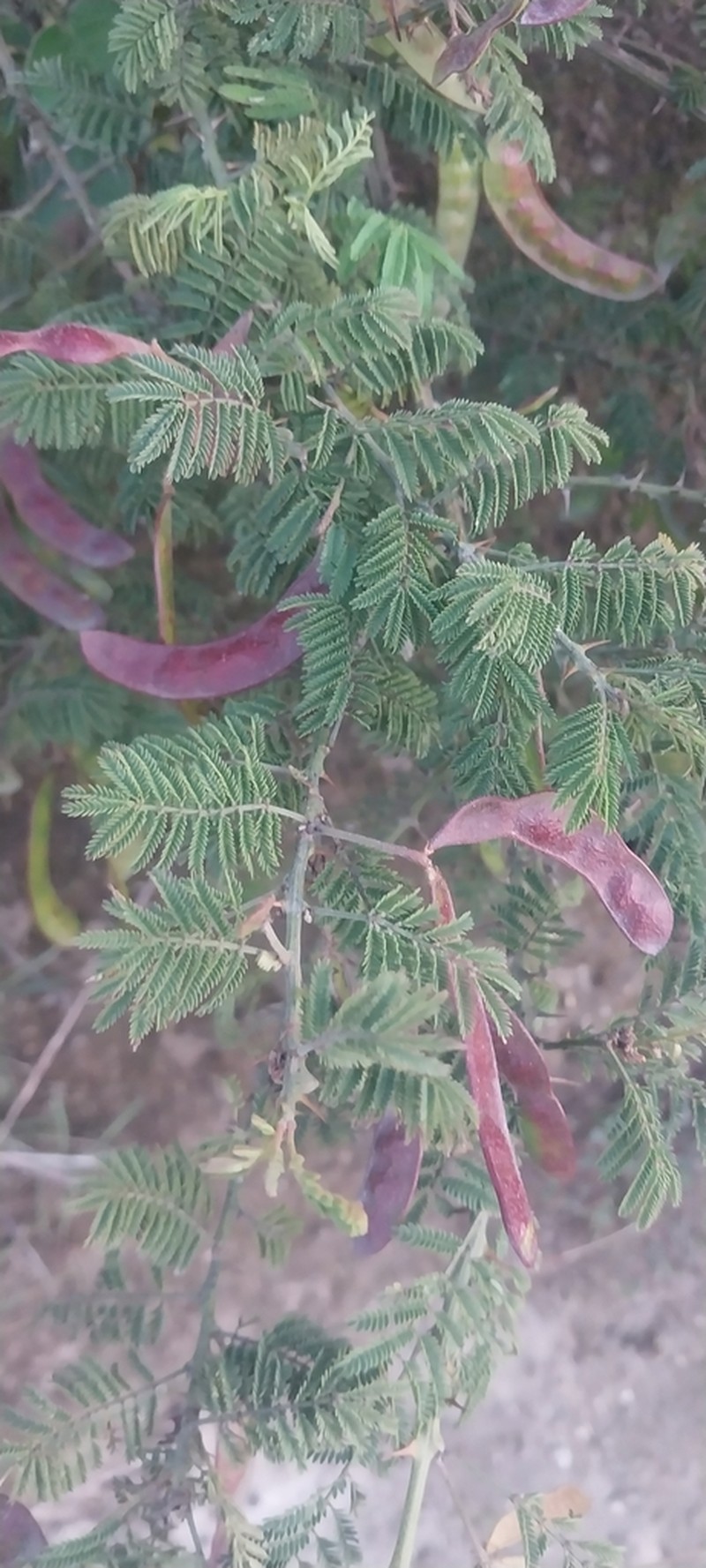 Mimosa quitensis photo 3