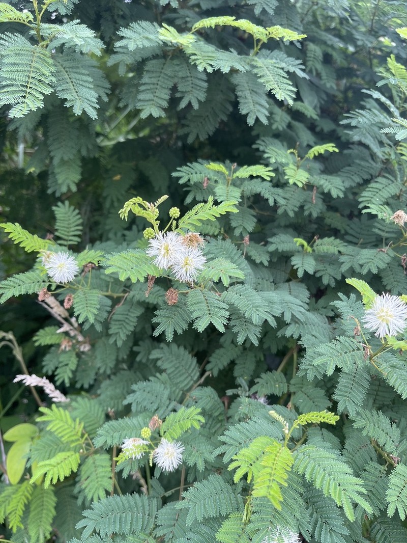 Mimosa quitensis photo 4