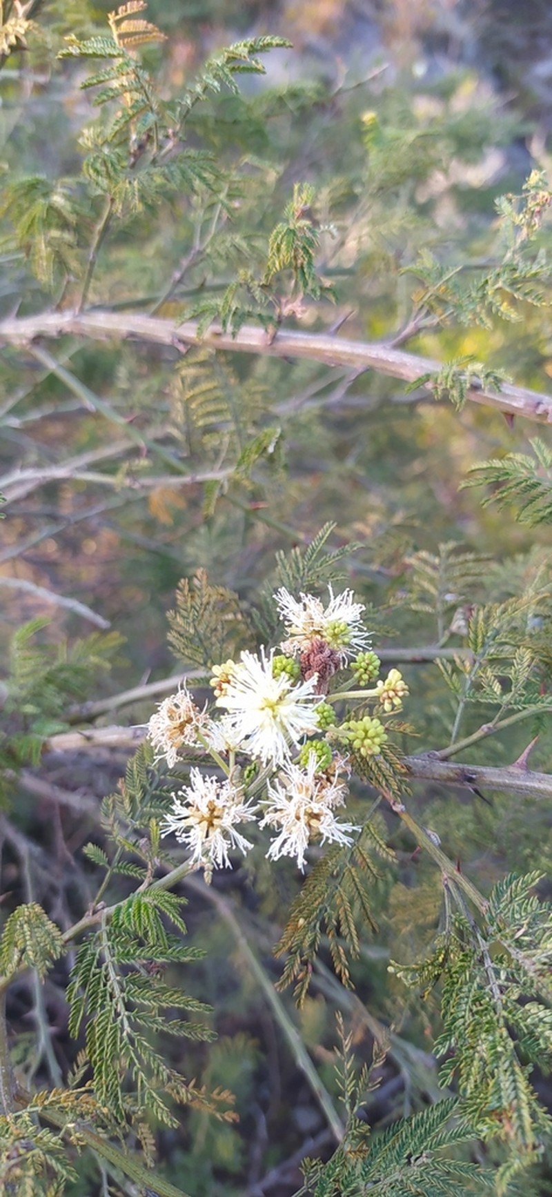 Mimosa quitensis photo 5