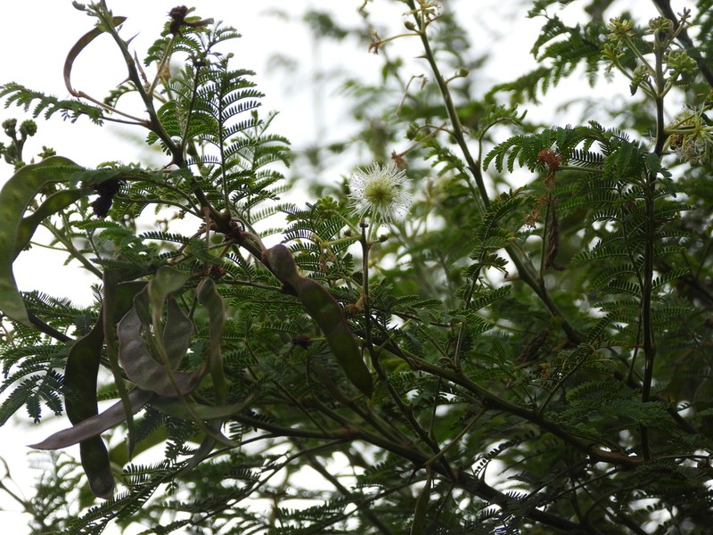 Mimosa quitensis photo 6
