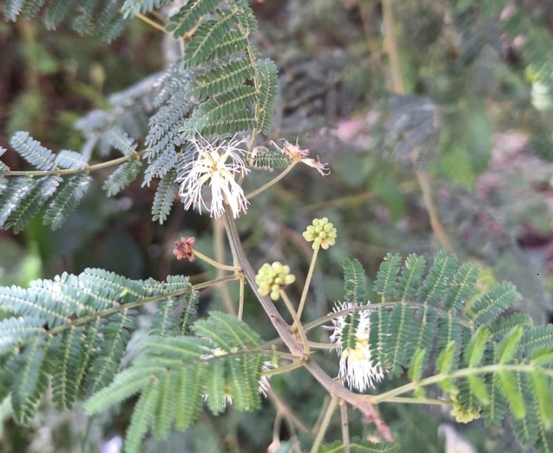 Mimosa quitensis photo 7