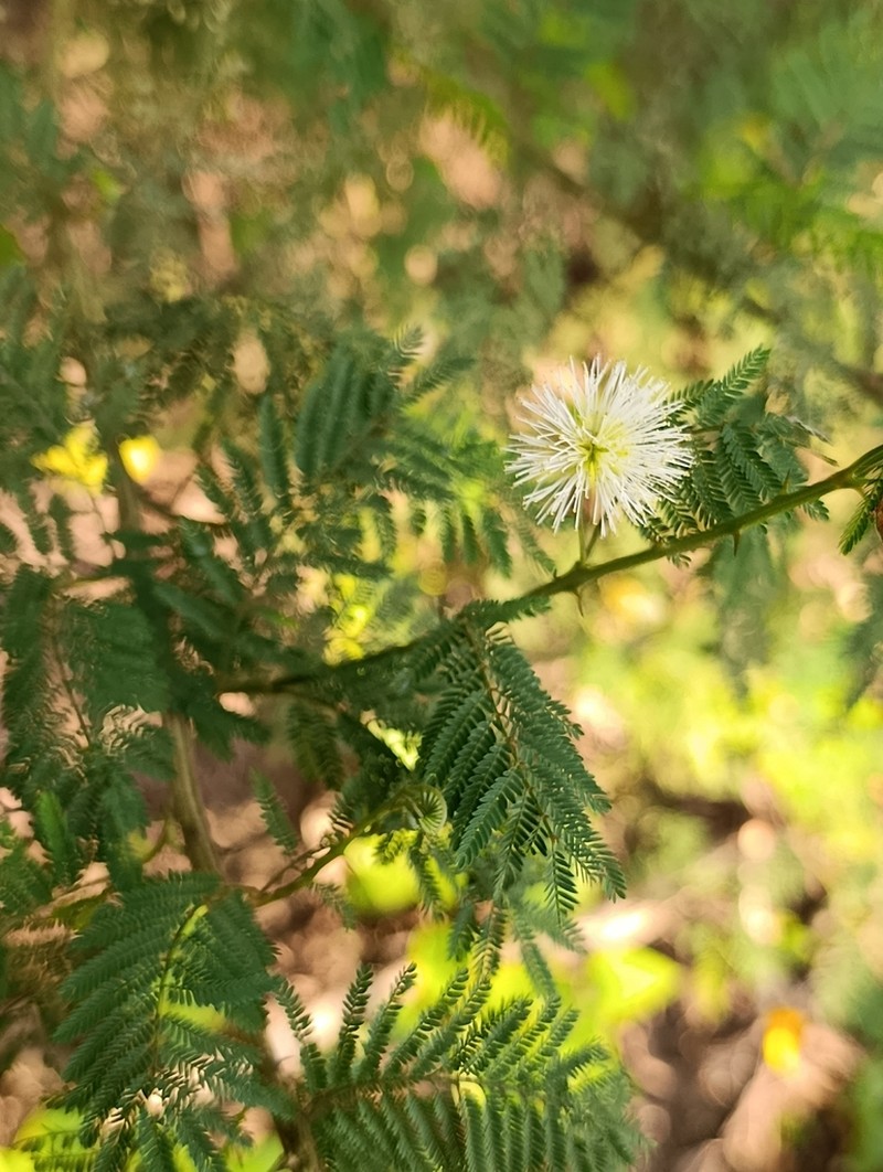 Mimosa quitensis photo 8