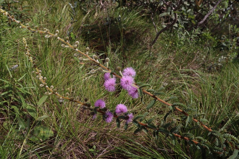 Mimosa radula