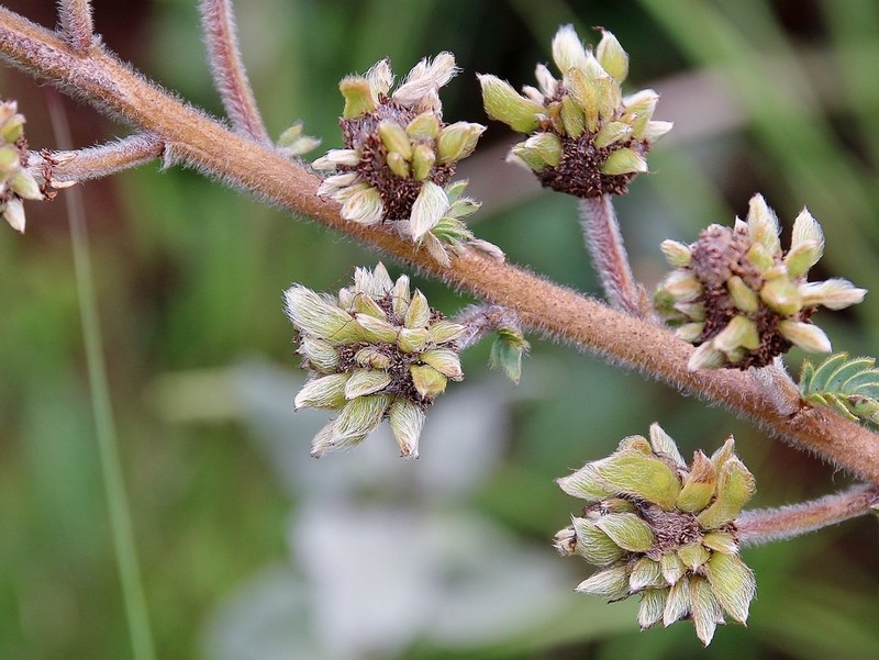 Mimosa radula photo 2