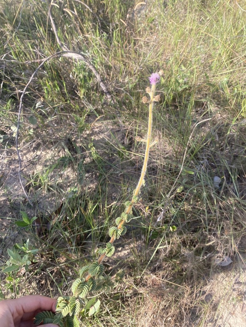 Mimosa radula photo 3