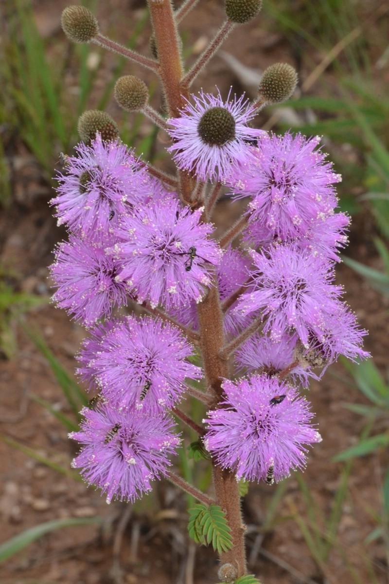 Mimosa radula photo 4