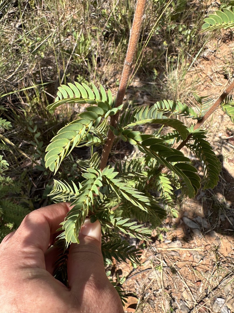 Mimosa radula photo 5