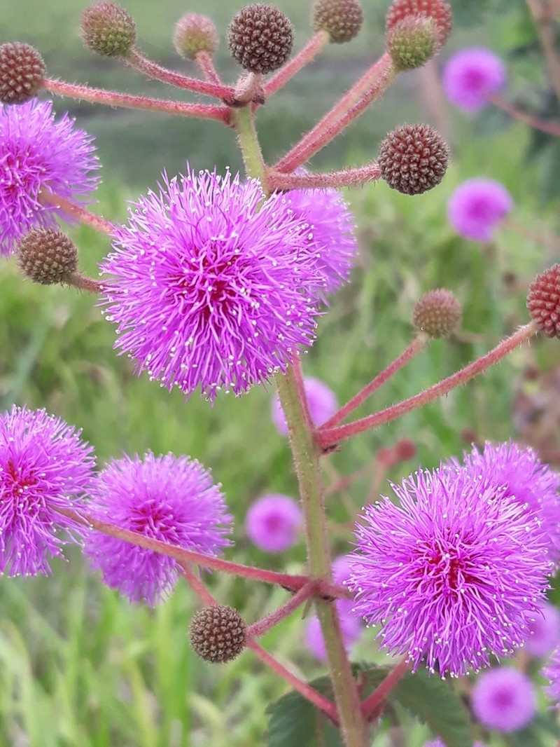 Mimosa radula photo 6