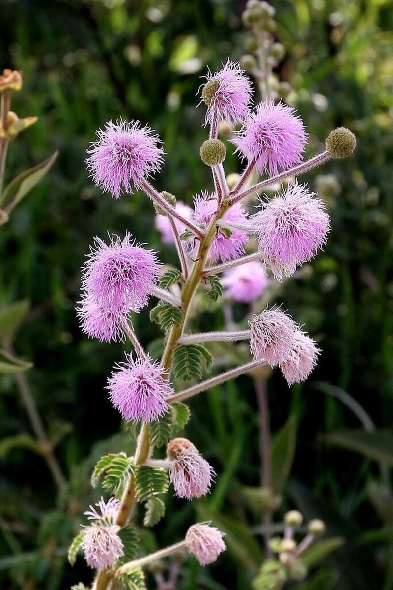 Mimosa radula photo 7