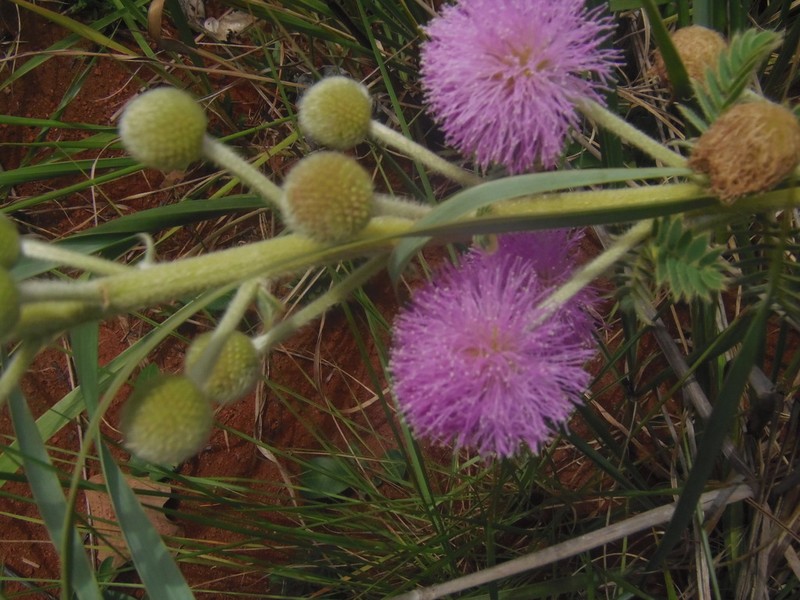 Mimosa radula photo 8