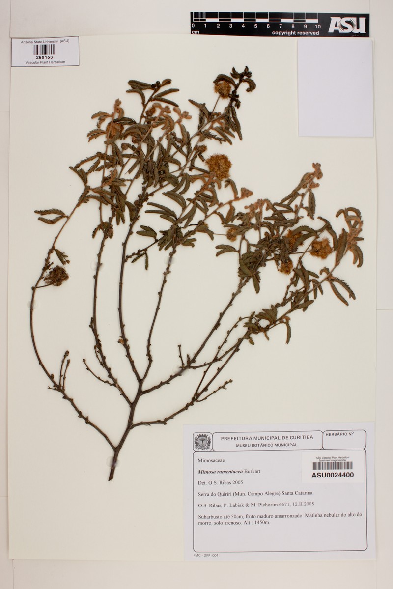 Mimosa ramentacea