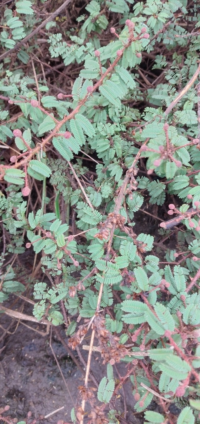 Mimosa ramosissima