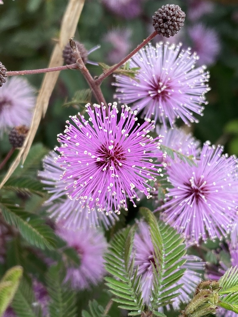 Mimosa ramosissima photo 2