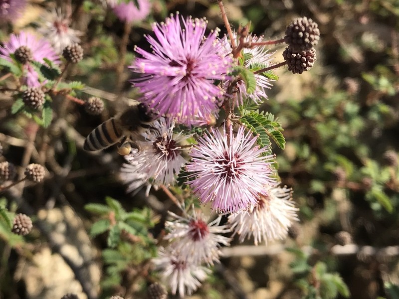 Mimosa ramosissima photo 4