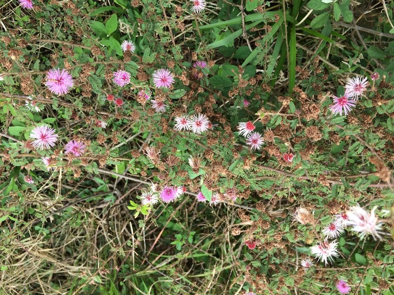 Mimosa ramosissima photo 5