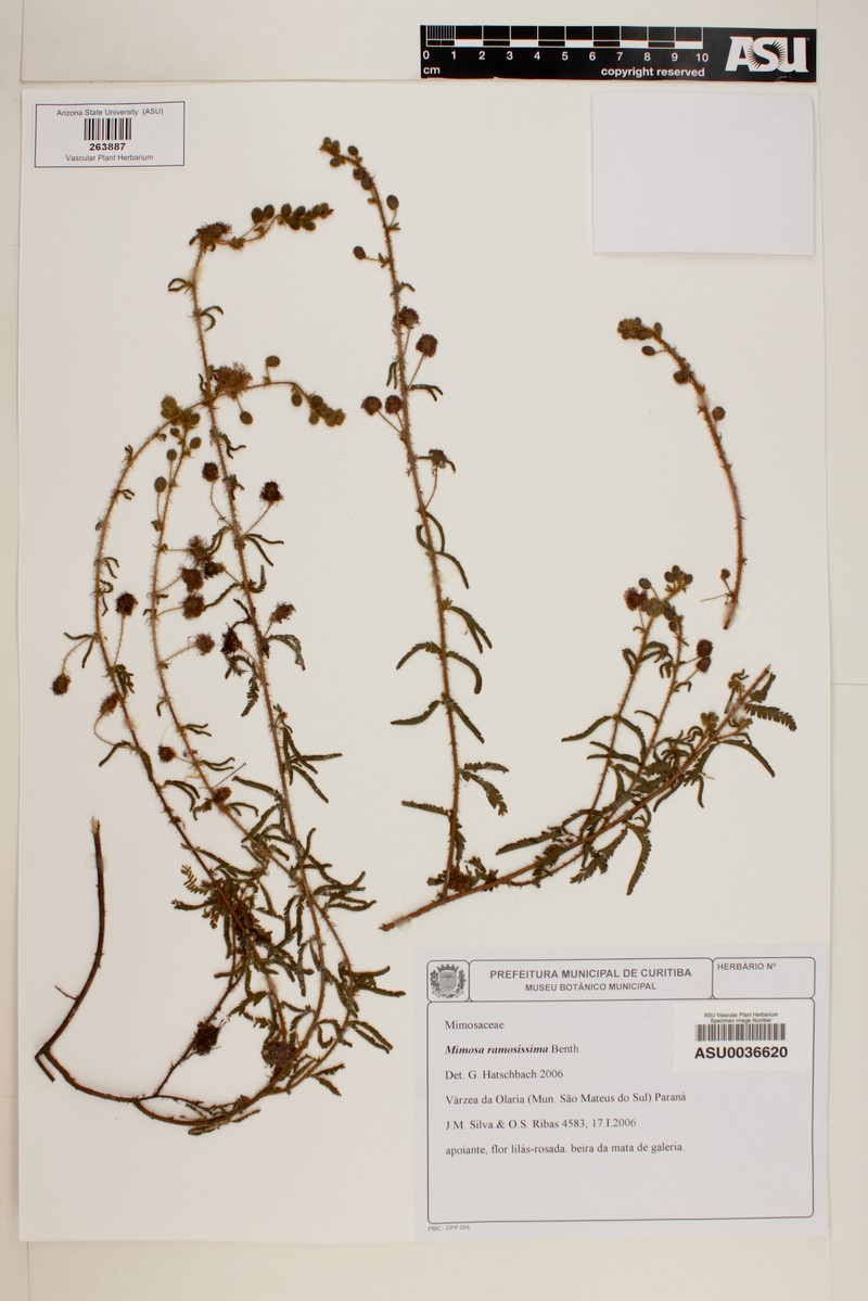 Mimosa ramosissima photo 6