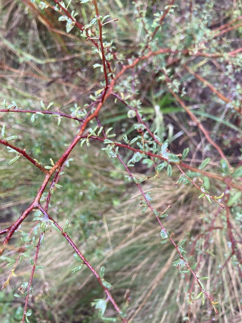 Mimosa ramulosa
