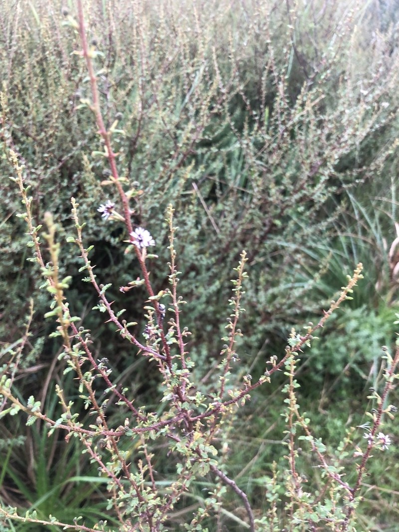 Mimosa ramulosa photo 2