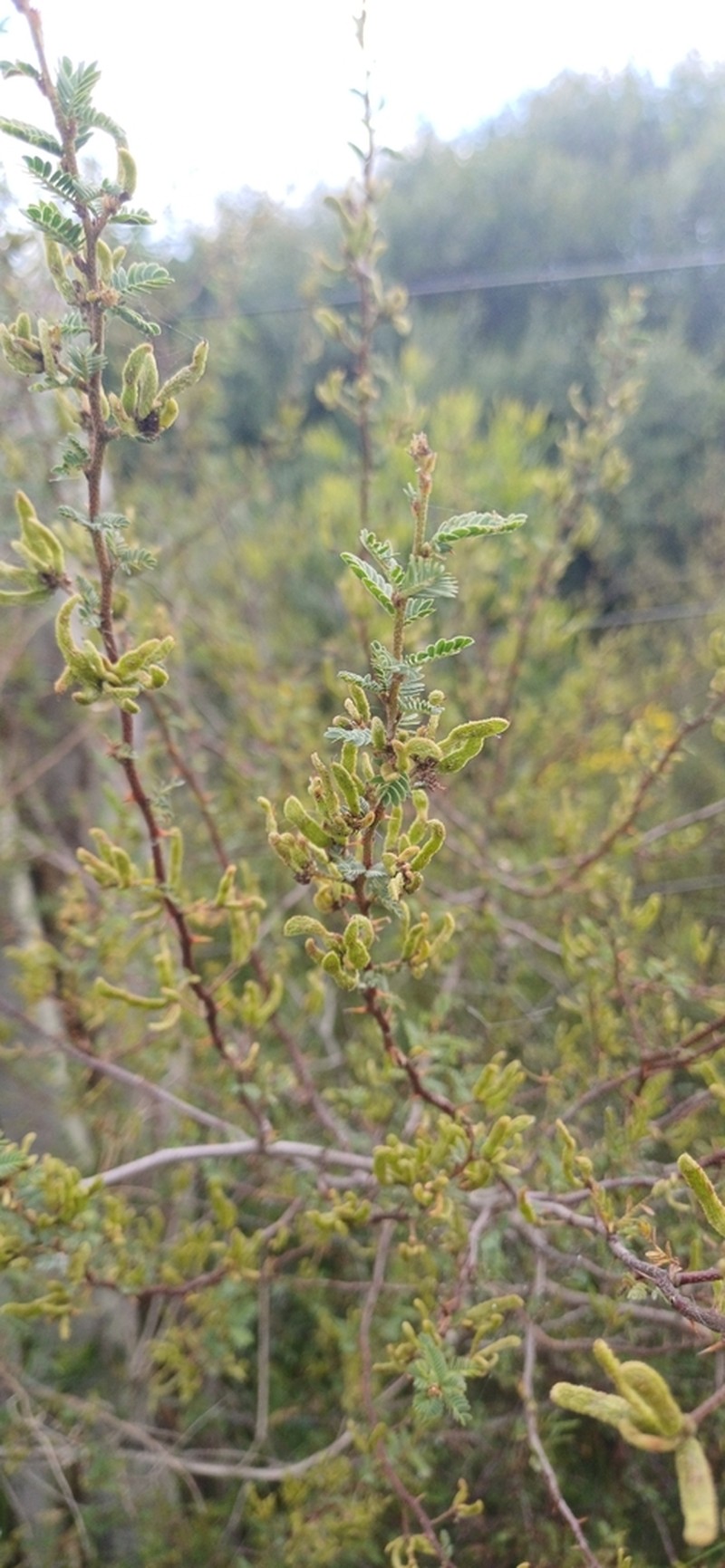 Mimosa ramulosa photo 3