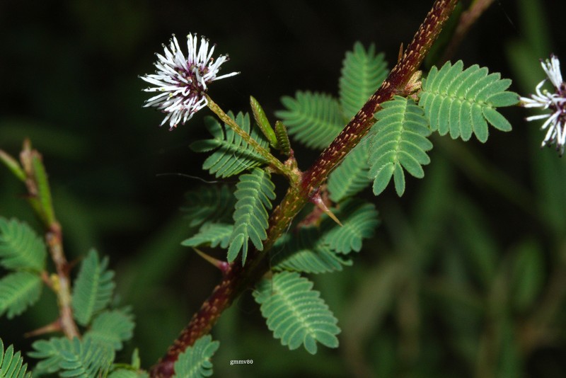 Mimosa ramulosa photo 4
