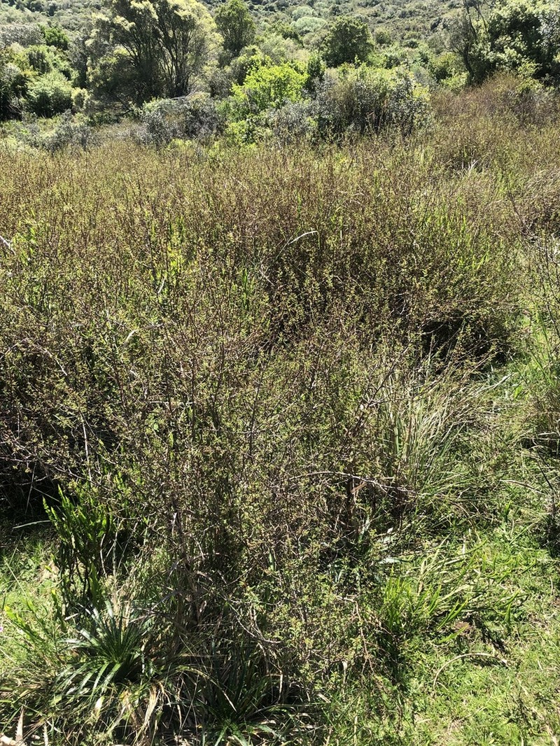 Mimosa ramulosa photo 5