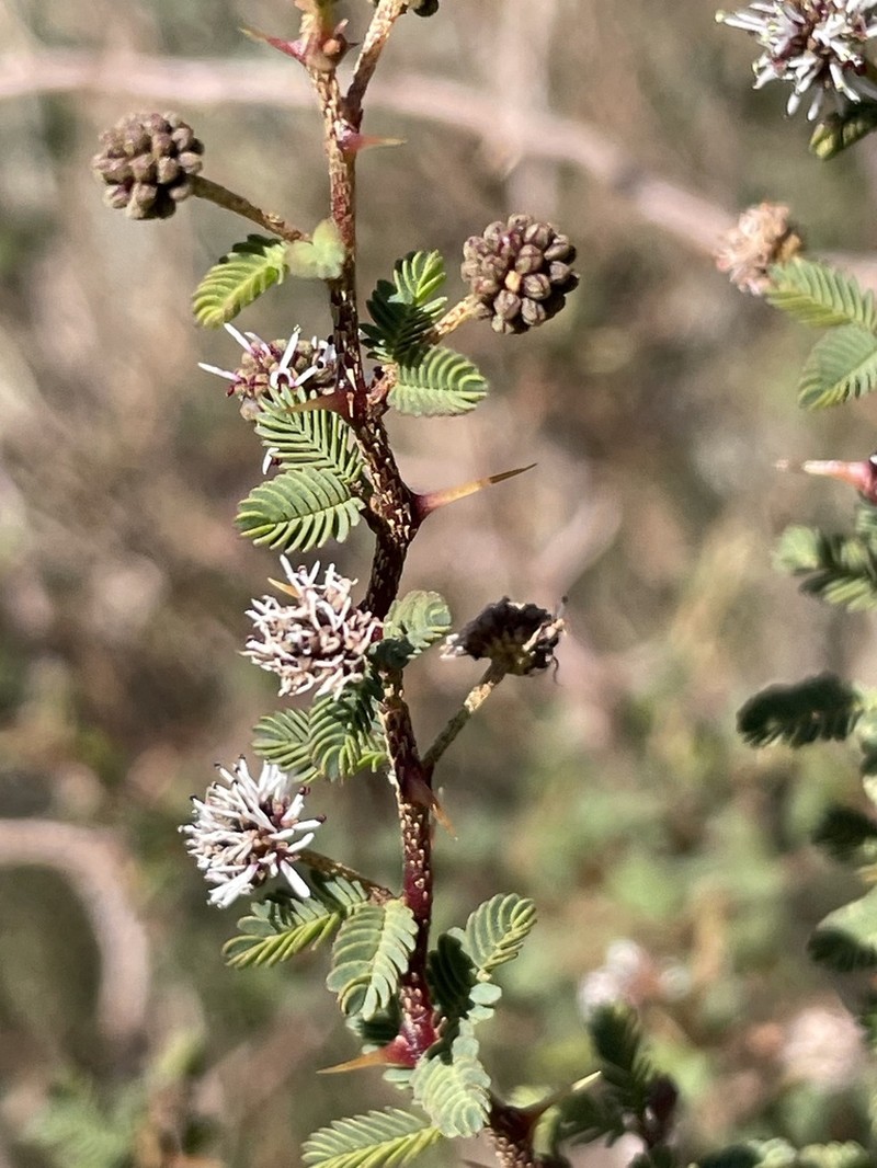 Mimosa ramulosa photo 6
