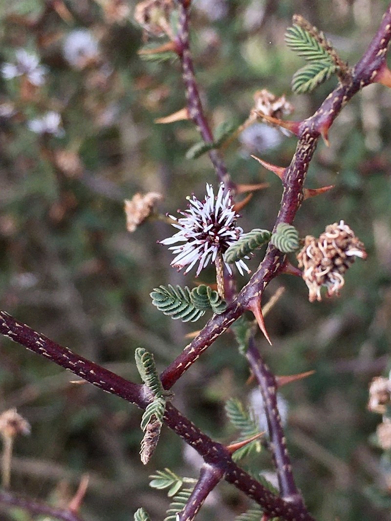 Mimosa ramulosa photo 7
