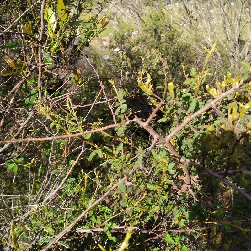 Mimosa ramulosa photo 8