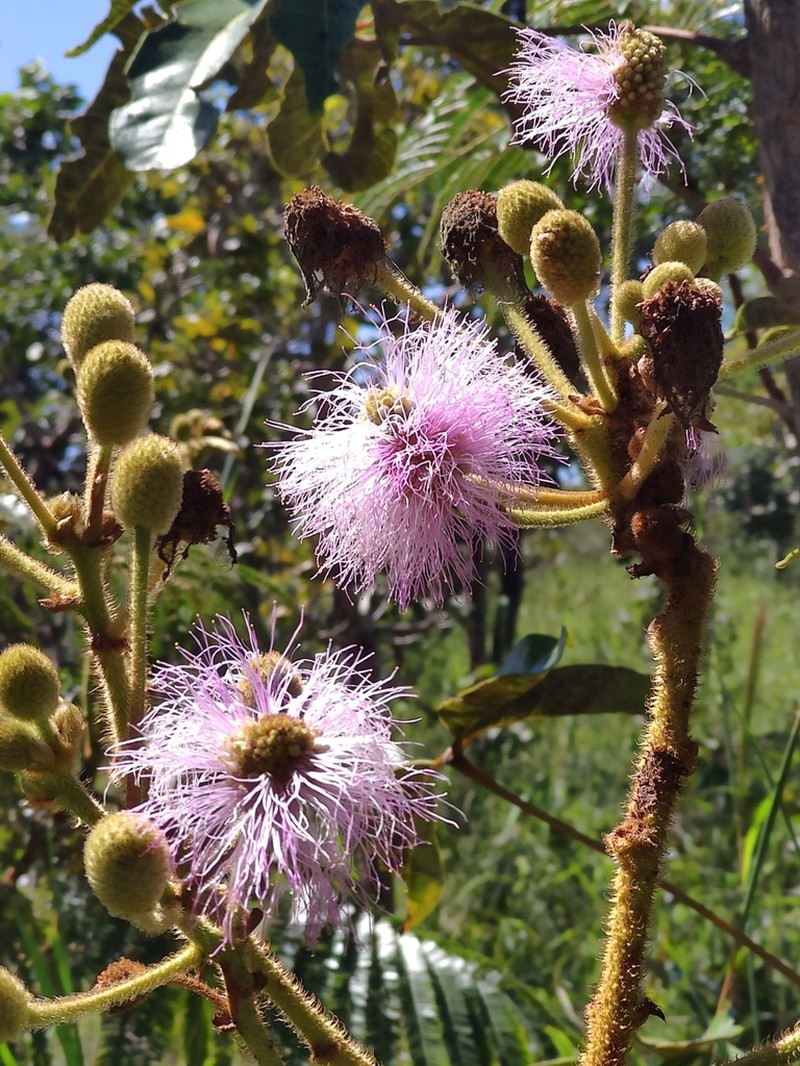 Mimosa regina